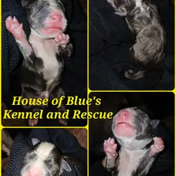 Blue Nose APBT Yellow Female