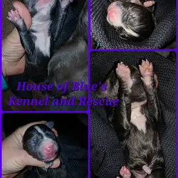 Blue Nose APBT Purple Female