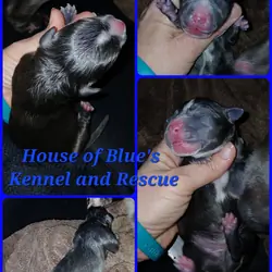 Blue Nose APBT Blue Male