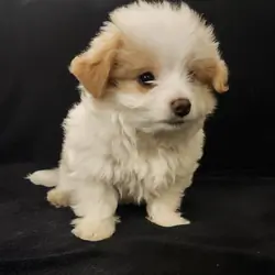 Shima Yorkie