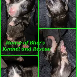 Blue Nose APBT Green Male