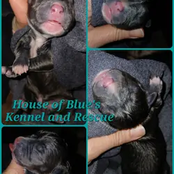 Blue Nose APBT Teal Female