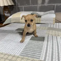Benji Chihuahuas male