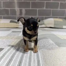 Benji Chihuahuas male