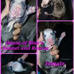 Blue Nose APBT Pink Female