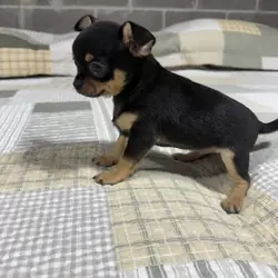 Peanut Chihuahua Male