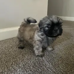 Puppy