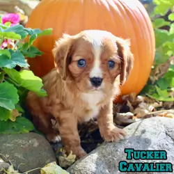 Tucker Male Cavalier