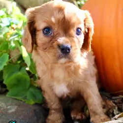 Dexter Male Cavalier