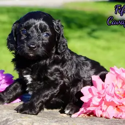 Fifi Female Cavapoo