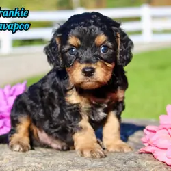 Frankie Male Cavapoo
