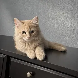 Teddy the Persian mainecoon mix