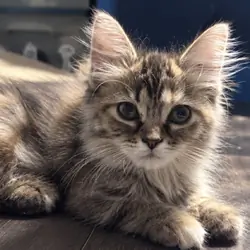 Judah the Persian mainecoon mix