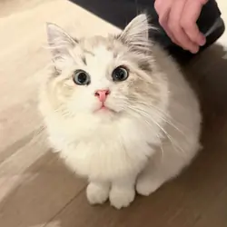 Young Male Ragdoll - Neutered & Affectionate