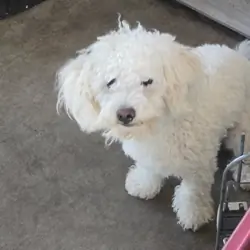 Poodle