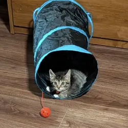 KITTEN. FREE