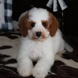 Cute Handsome Mini Goldendoodle