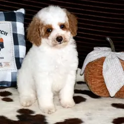 Cute Handsome Mini Goldendoodle