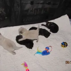 ragdoll kittens for sale
