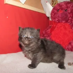 Ragdoll kittens for sale