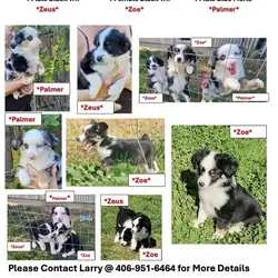 Mini Aussie Puppies