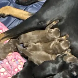 Doberman Puppies