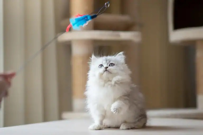 Fluffy gray kitten focused on a feather toy during interactive playtime