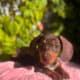 Stormy | Dachshund Puppy