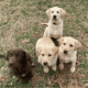 Labrador Puppies AKC Registered