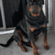 Dark Green Male Rottweiler