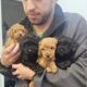 AKC Mini Poodle puppies
