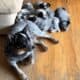 Blue Heeler Puppies!