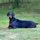 AKC European Doberman Pincher