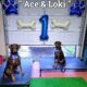 RE-HOMING Ace & Loki — Purebred Dobermans