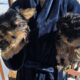 Adorable CKC Reg. Yorkie Female Puppies